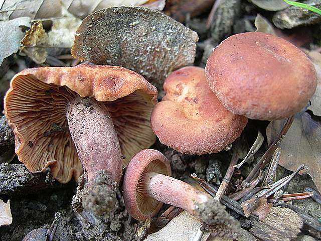 I  Funghi  della  faggeta  calcarea